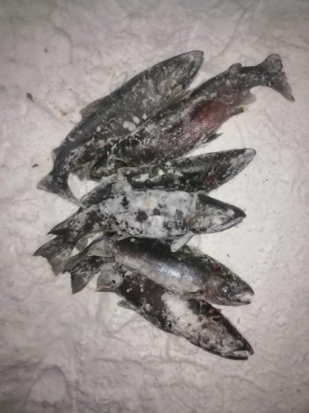 На Камчатке в Мильковском районе госавтоинспекторы выявили факт незаконной рыбалки